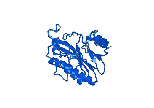 Anti-BTD Polyclonal antibody