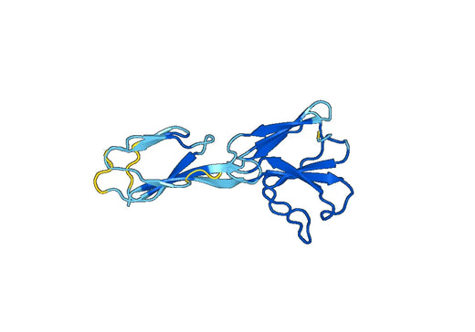 Anti-BVDV Envelope glycoprotein E2 Polyclonal Antibody