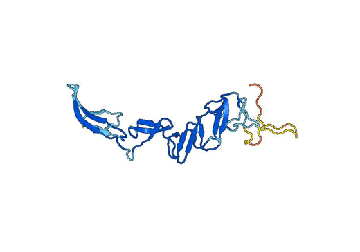 Anti-BVDV (Mucosal disease virus) E2 glycoprotein Polyclonal Antibody