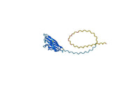 Anti-C1QA Polyclonal antibody