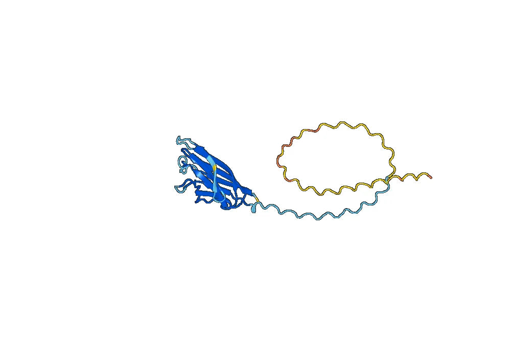 Anti-C1QA Polyclonal antibody