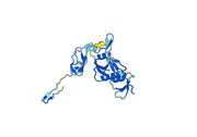Anti-C6 Polyclonal antibody
