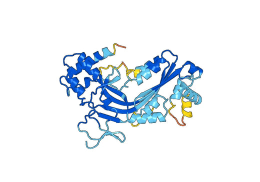 Anti-C8B Polyclonal antibody