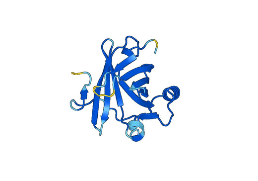 Anti-C8G Polyclonal antibody