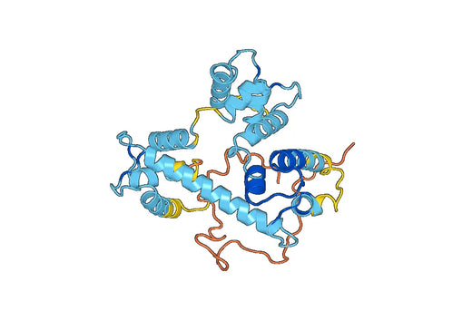 Anti-CALU Polyclonal antibody