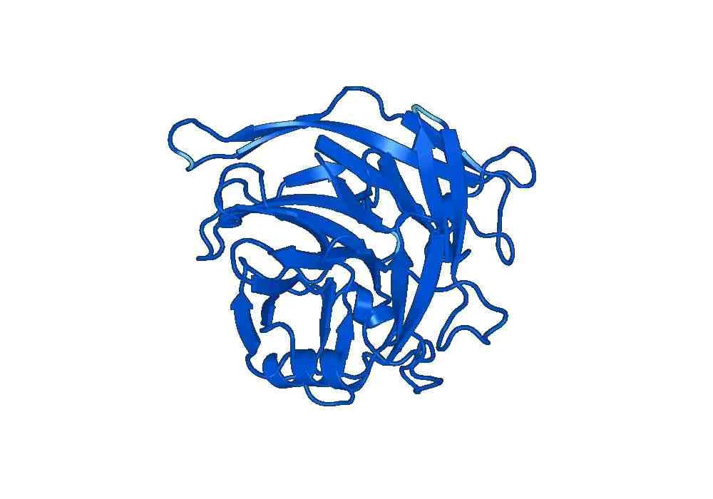 Anti-CANT1 Polyclonal antibody