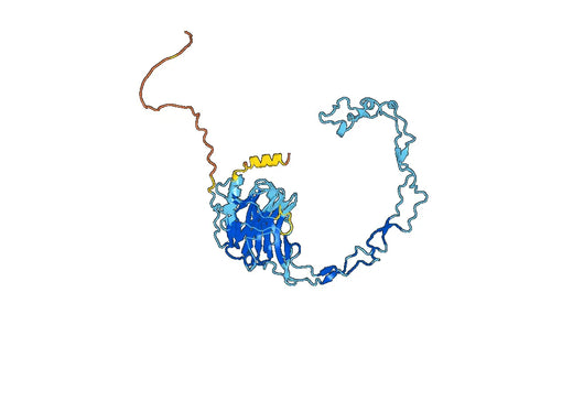 Anti-CANX Polyclonal antibody