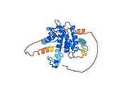 Anti-CAPNS1 Polyclonal antibody