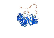 Anti-Castor bean Ricin VHH (SAA1000)