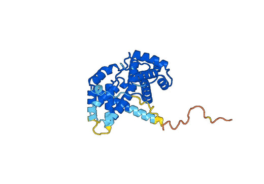 Anti-CCND2 Polyclonal antibody
