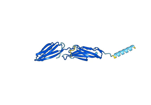 Anti-CD102/ICAM2 Polyclonal antibody