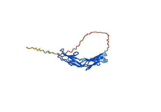 Anti-CD146/MCAM Polyclonal antibody
