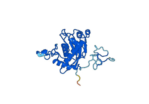 Anti-CD156c/ADAM10 Polyclonal antibody
