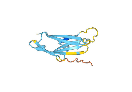 Anti-CD160 Polyclonal antibody