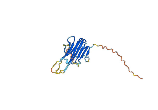 Anti-CD253/TNFSF10/TRAIL Polyclonal antibody