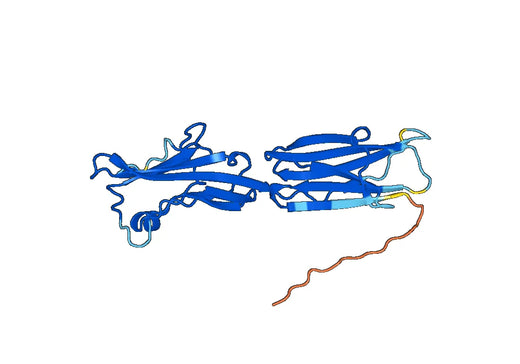 Anti-CD275/ICOSLG Polyclonal antibody
