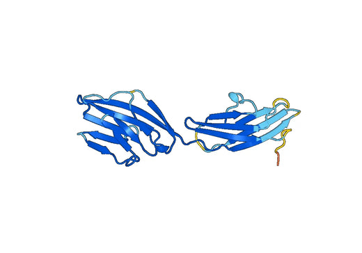 Anti-CD48 Polyclonal antibody