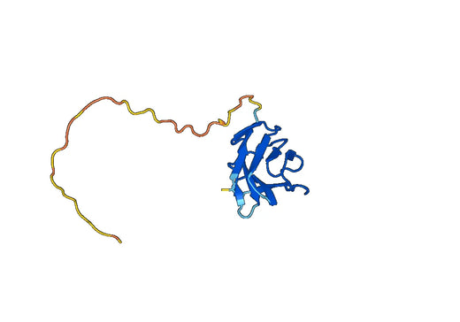 Anti-CD7 Polyclonal antibody