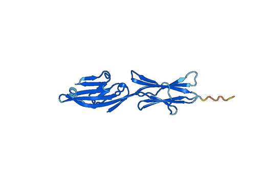 Anti-CD80 Polyclonal antibody