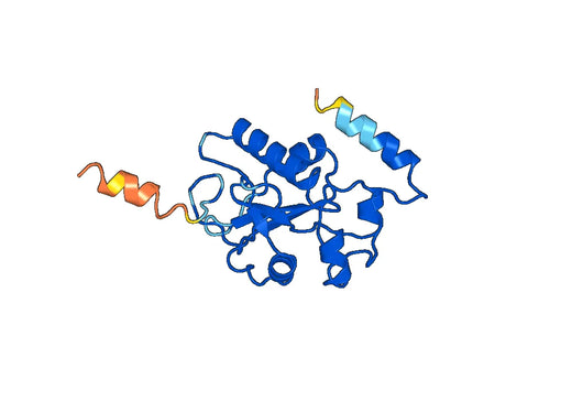 Anti-CDC25B Polyclonal antibody