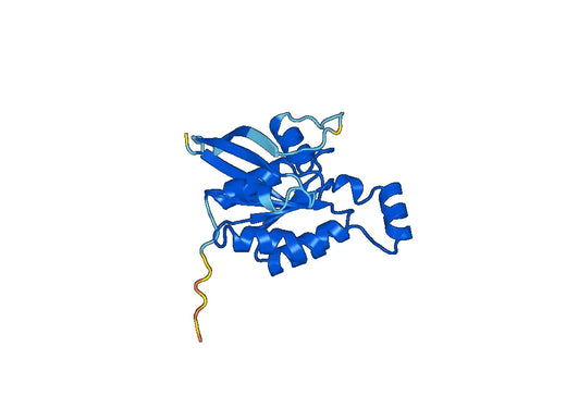 Anti-CDC42 Polyclonal antibody