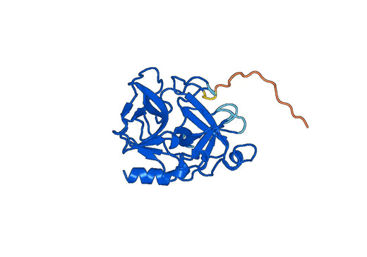 Anti-CELA3A Polyclonal antibody