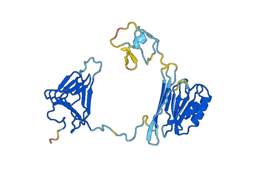 Anti-CEMIP Polyclonal antibody