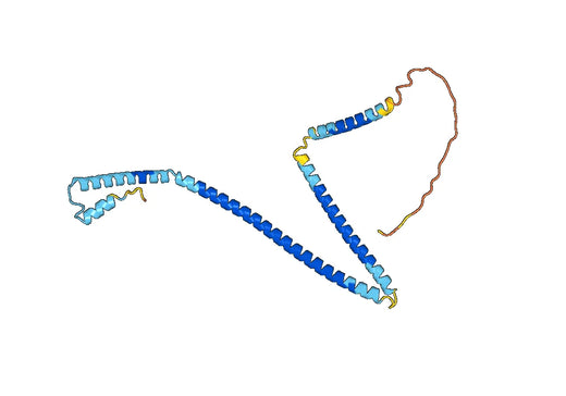 Anti-CENPH Polyclonal antibody