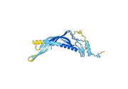 Anti-CETP Polyclonal antibody