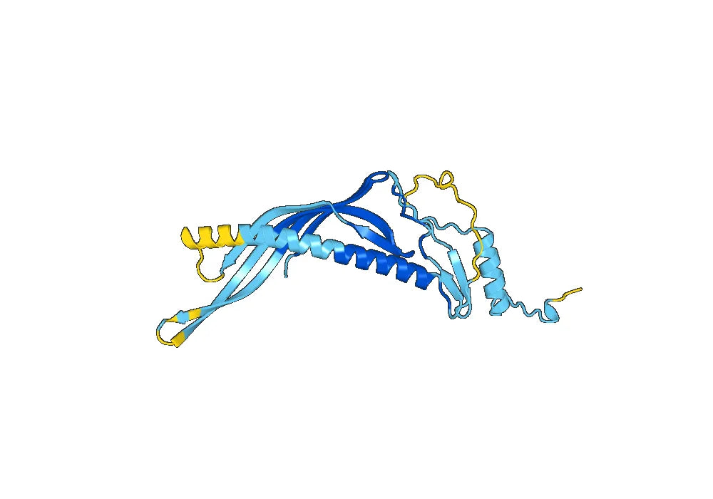 Anti-CETP Polyclonal antibody