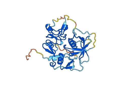 Anti-CFI Polyclonal antibody
