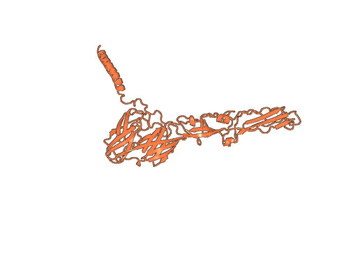 Anti-CHIKV p130/Structural polyprotein Antibody (DC1.55)