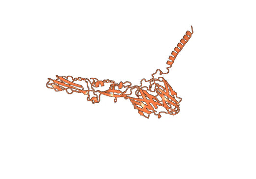 Anti-CHIKV p130/Structural polyprotein Antibody (DC2.550B)