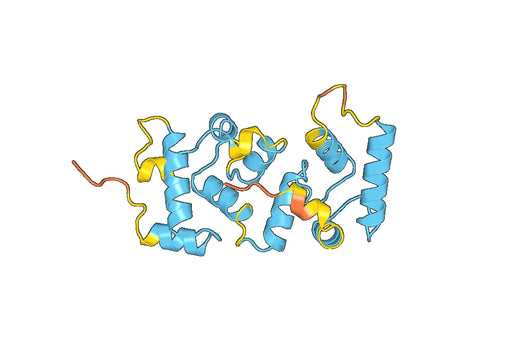 Anti-CIB1 Polyclonal antibody