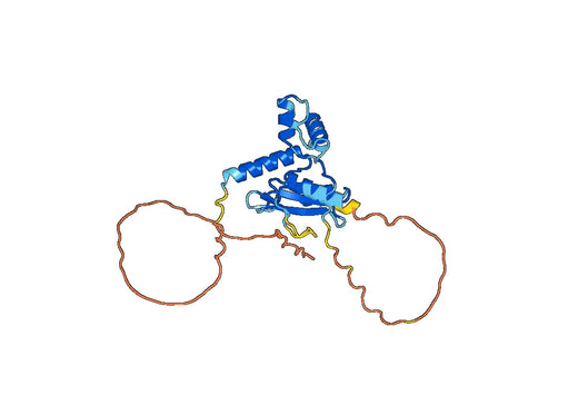 Anti-CISH Polyclonal antibody