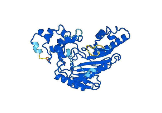 Anti-CKB Polyclonal antibody
