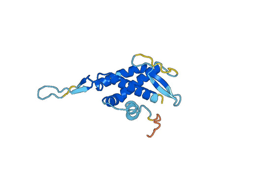 Anti-CNPY2 Polyclonal antibody