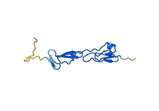 Anti-COMP Polyclonal antibody