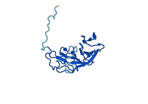 Anti-CORO1A Polyclonal antibody
