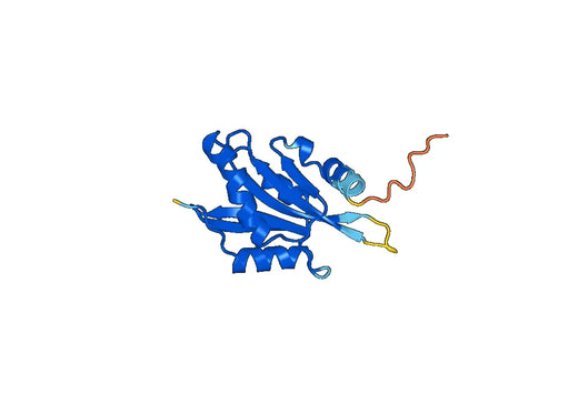 Anti-COTL1 Polyclonal antibody