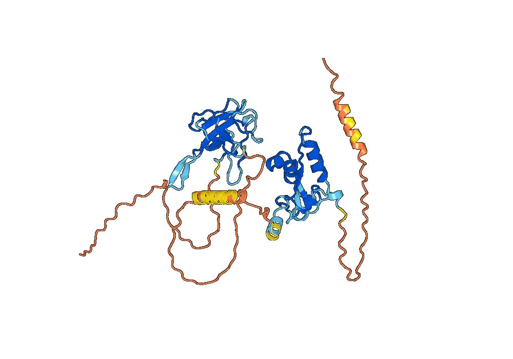 Anti-CoV-Nucleoprotein (D2) antibody