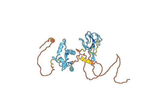 Anti-CoV-Nucleoprotein polyclonal antibody