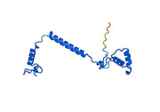 Anti-COX4/COX4I1 Polyclonal antibody