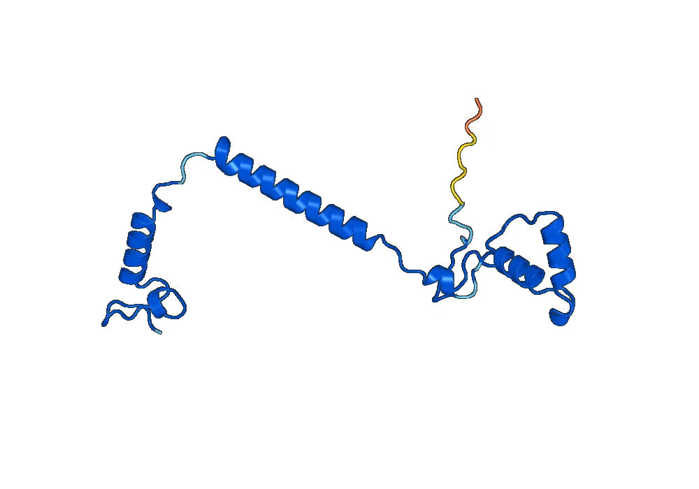 Anti-COX4/COX4I1 Polyclonal antibody