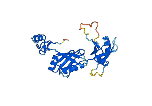 Anti-CPEB1 Polyclonal antibody