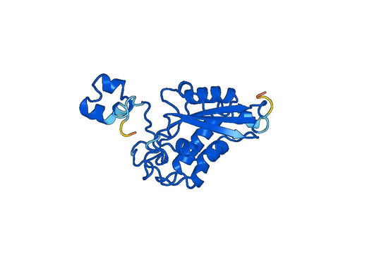 Anti-CRISP3 Polyclonal antibody