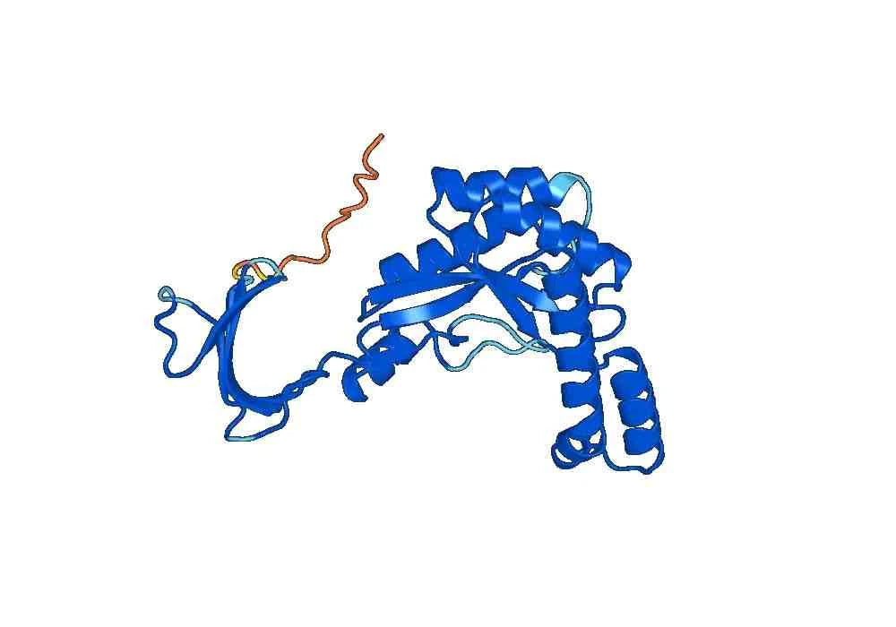 Anti-CRMP1 Polyclonal antibody