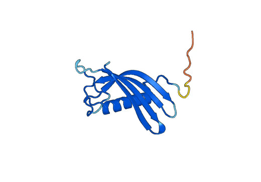 Anti-CST4 Polyclonal antibody