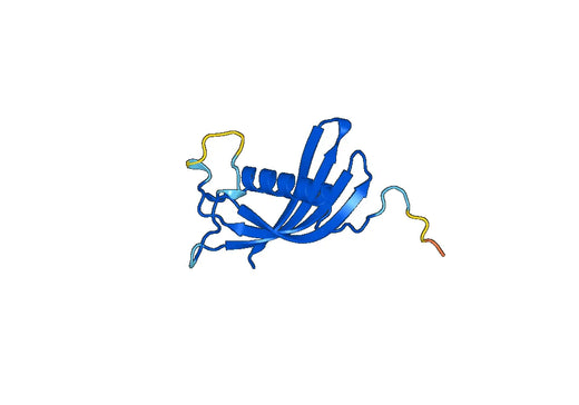 Anti-CST6 Polyclonal antibody