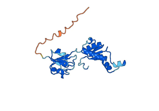 Anti-CTBP2 Polyclonal antibody